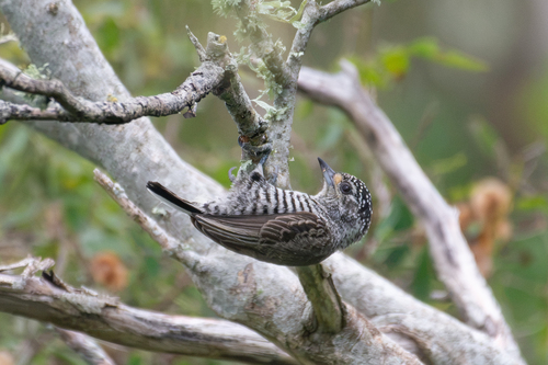 White-barred Piculet