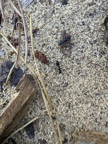 iNaturalist observation photo of Hairy Smooth Carpenter Ant