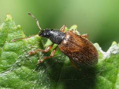 Phyllobius oblongus