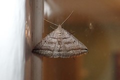 Lysimelia lenis