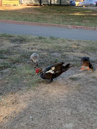 Domestic Muscovy Duck