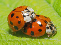 Harmonia axyridis