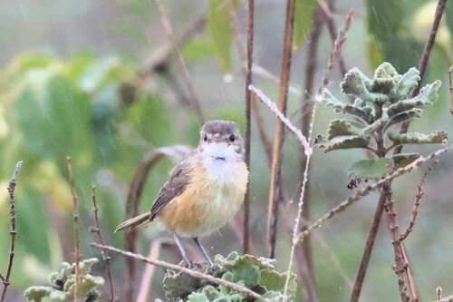 Rufous-sided Scrub Tyrant (Euscarthmus rufomarginatus), photo 2