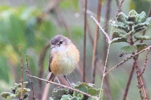 Rufous-sided Scrub Tyrant (Euscarthmus rufomarginatus), photo 1