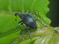 Alocentron curvirostre