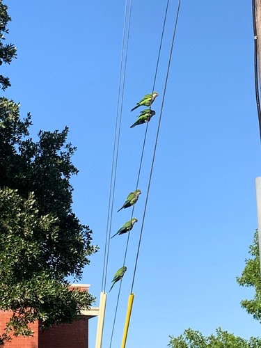 Monk Parakeet