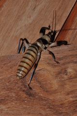 Oncodopus zonatus