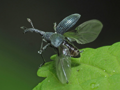 Alocentron curvirostre