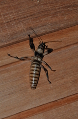 Oncodopus zonatus