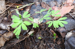 Corydalis intermedia