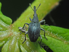 Alocentron curvirostre