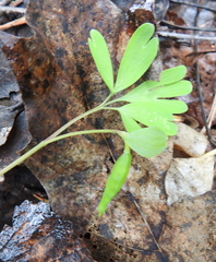 Corydalis intermedia