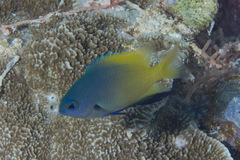 Pomacentrus nigromanus