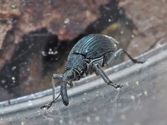 Alocentron curvirostre