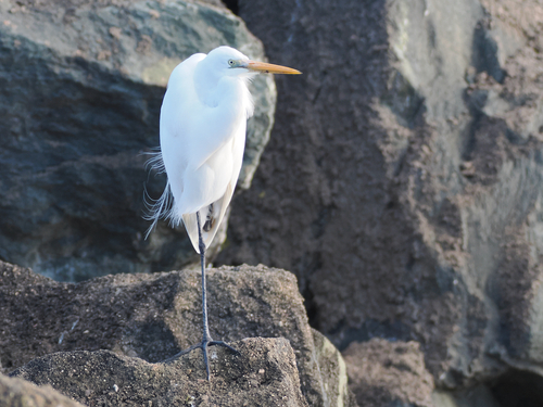 iNaturalist image