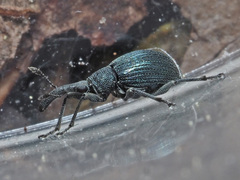 Alocentron curvirostre