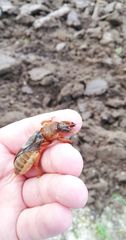 Gryllotalpa vineae