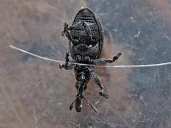 Alocentron curvirostre