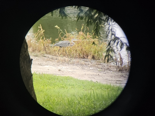 iNaturalist image