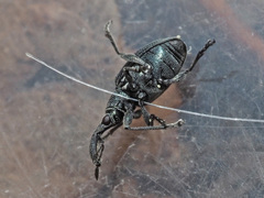 Alocentron curvirostre