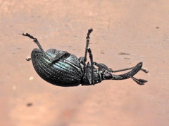 Alocentron curvirostre