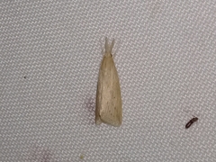 Schoenobiinae