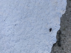 Phyllodromica marginata