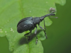 Alocentron curvirostre