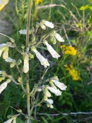Lithospermum decipiens