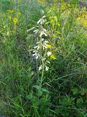 Lithospermum decipiens