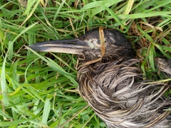 Nycticorax nycticorax obscurus