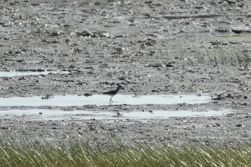 iNaturalist: (c) 零摄氏度可乐Sam, some rights reserved (CC BY-NC), uploaded by 零摄氏度可乐Sam iNaturalist image