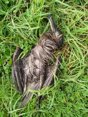 Nycticorax nycticorax obscurus