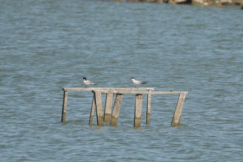 iNaturalist image