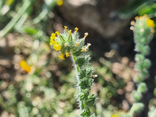 Amsinckia calycina
