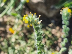 Amsinckia calycina