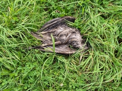 Nycticorax nycticorax obscurus