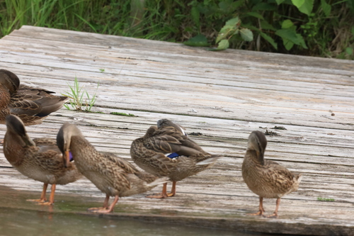 iNaturalist image