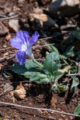 Ruellia lactea, photograph (c) José Javier Barrios Flores, some rights reserved (CC BY)