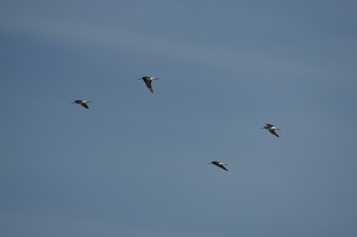 iNaturalist image