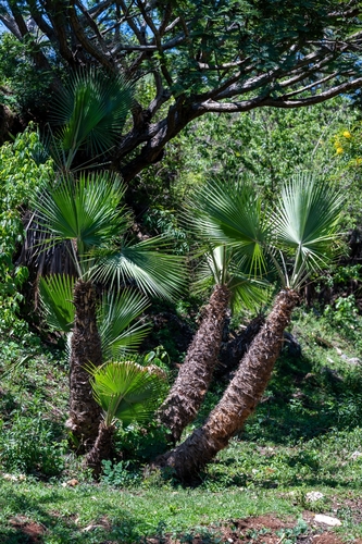 Brahea dulcis, photograph 3