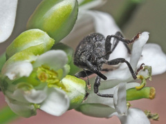 Ceutorhynchus alliariae