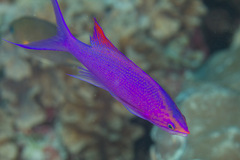 Mirolabrichthys pascalus