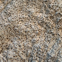 Bagliettoa baldensis