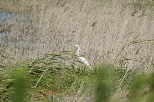 iNaturalist image