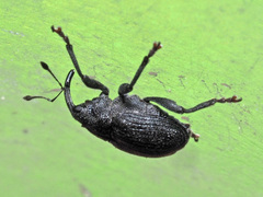 Ceutorhynchus alliariae