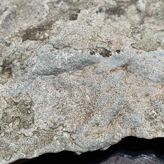 Bagliettoa baldensis