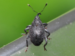Ceutorhynchus alliariae