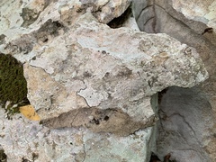 Bagliettoa baldensis