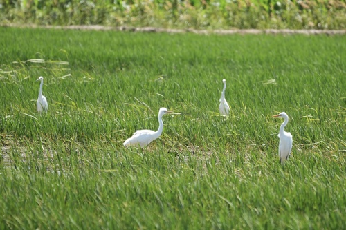 iNaturalist image